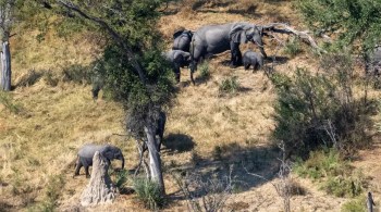 Outras cinco pessoas ficaram feridas depois que o animal atacou um veículo que transportava turistas