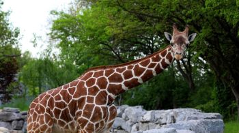 Projeto pretende analisar comportamento animal em zoológicos e outros ambientes durante o evento desta segunda-feira (08)