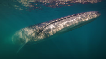 Mamífero gigante despareceu da costa patagônica argentina há um século por causa da caça