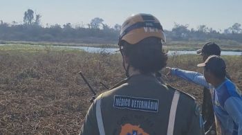 Grupo de Resgate Técnico Animal do Pantanal relata esforços para salvar fauna da região afetada por queimadas devastadoras.