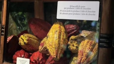 Turim, no norte da Itália, ganha museu do chocolate e da gianduia; veja como conhecer