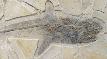 Dentes do Ptychodus, descobertos no século XVIII, criaram especulações sobre as características do animal