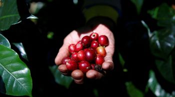 Cotação do grão atinge máxima em mais de uma década; mudança climática explica parte do aumento 