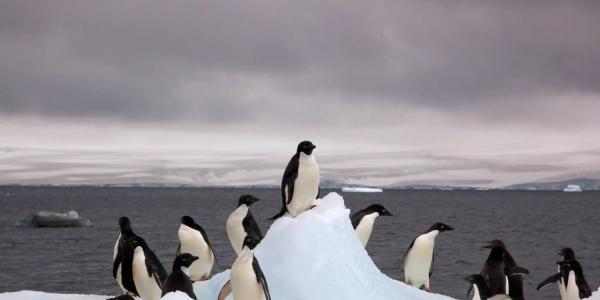 A dozen Adelie penguins stand on a piece of floating ice, with a dark ocean behind and a calving ice sheet in the distance.