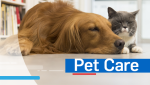 Pet Care