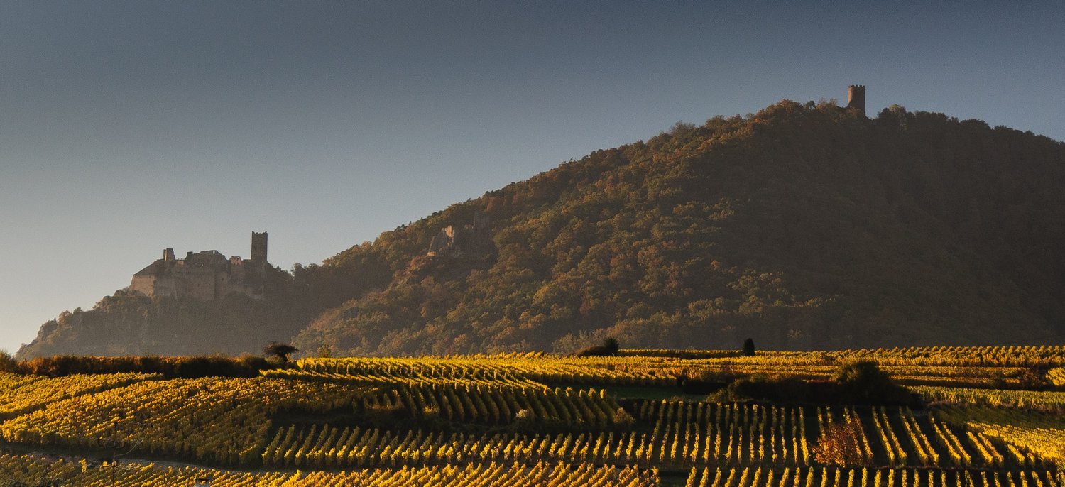 A sunny day overlooking the vineyards of the Alscace in France, with a hill full of trees behind it.