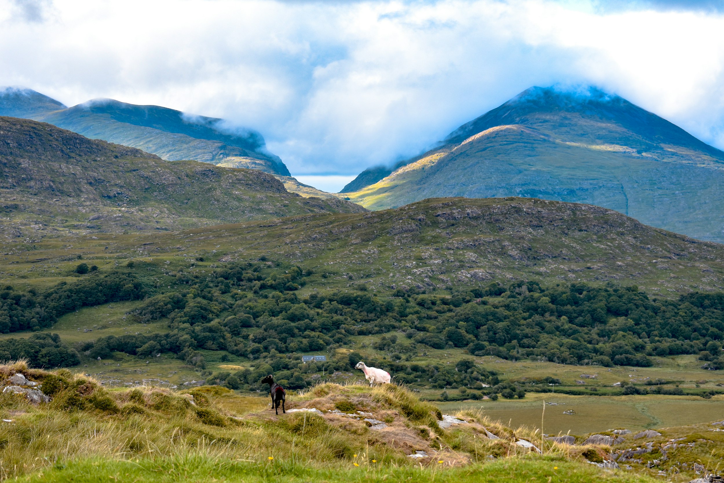 white and black cow on green grass field near mountain under white clouds during daytime