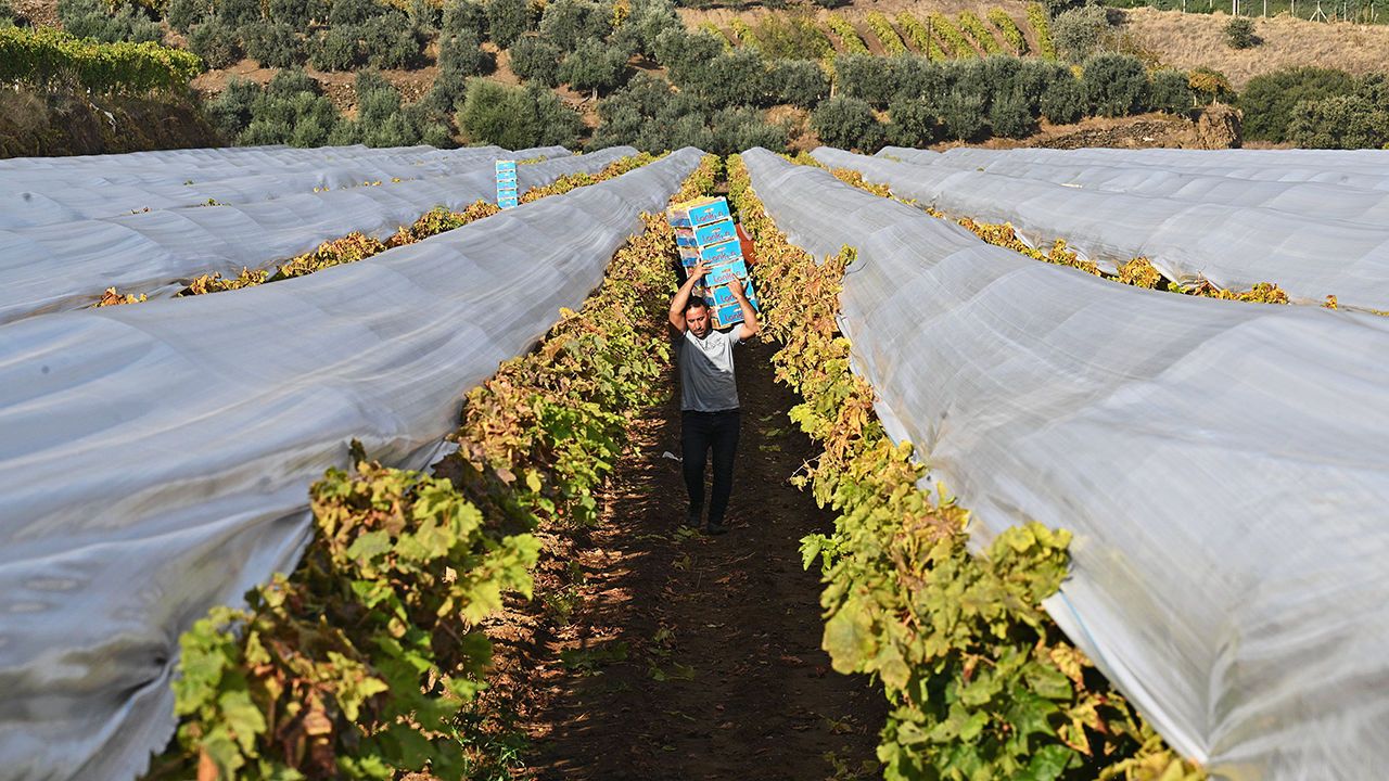  A view of a vineyard in Manisa, turkey