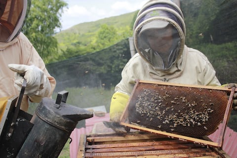 Para practicar la apicultura no solo se necesita el traje especializado para ello, sino que también se requiere el espacio adecuado para ubicar las colmenas y una serie de equipos, como un ahumador, cuyo humo sirve para calmar a las abejas.