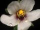 Una ‘milagrosa’ especie de flor en peligro de extinción es descubierta por científicos en Ecuador: mide solo cinco centímetros 