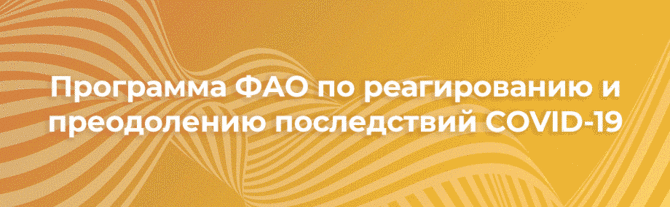 Программа ФАО по реагированию и преодолению последствий COVID-19