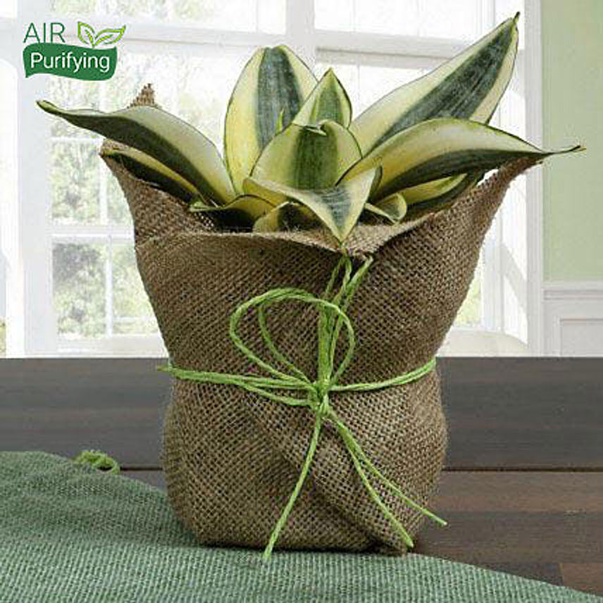 Rare Milt Sansevieria Plant: Snake Plants