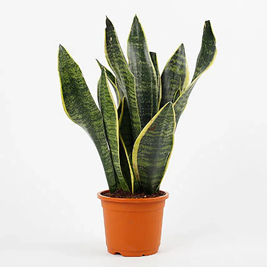 Attractive Milt Sansevieria Plant: Mother In Law Tongue Plant