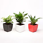 Set Of 3 Green Foliage Plants