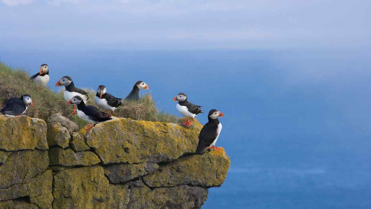 Small cute birds with black backs, white bellies and orange beaks on a rocky promontory above the sea