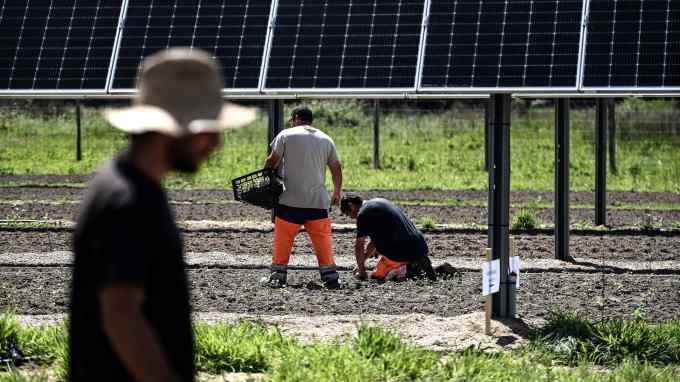 Workers plant mint plants in a field where various crops are tested as part of a dynamic agrivoltaic project involving mobile solar panels designed to optimise agricultural production in south-western France