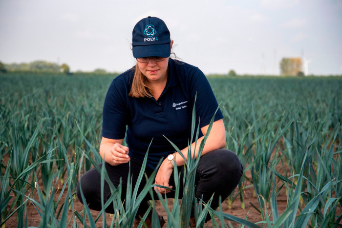An Anglo American employee inspects a blade of grass in a crop field