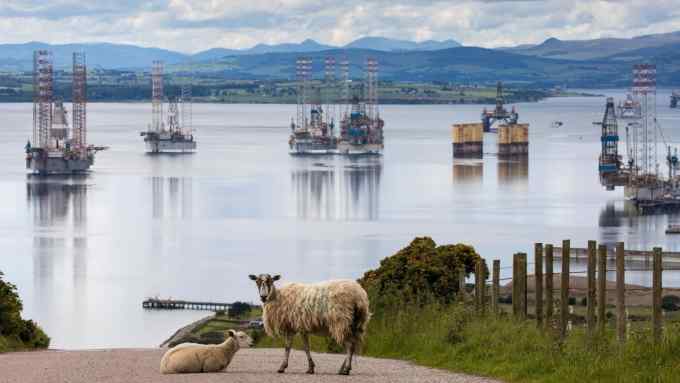 Sheep on a road in view of mobile offshore drilling units in the Port of Cromarty Firth