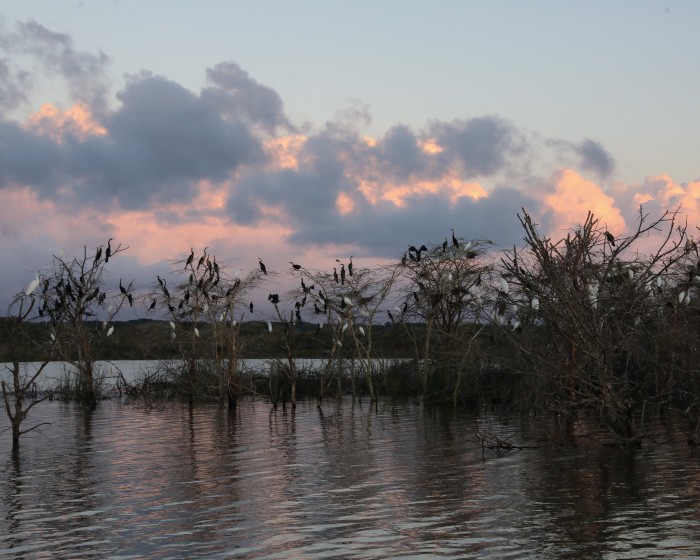 A gulp of reed cormorants, egrets and African darters roost above the waters of the Mvubu dam