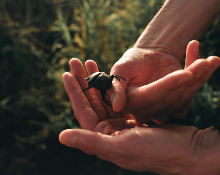 An encounter with a dung beetle