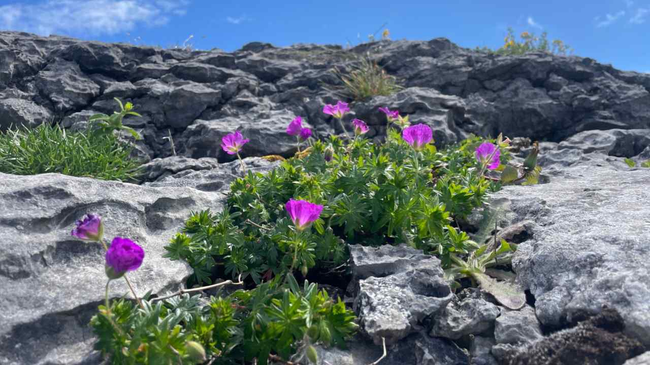 low growing purple flowers on rocky terrain
