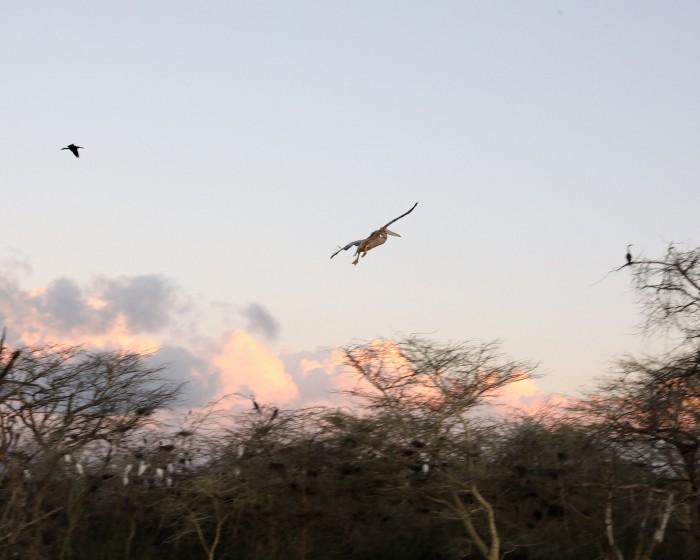 A pink-backed pelican