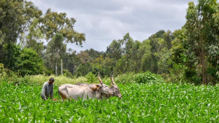 A farmer ploughs a field with a pair of oxen