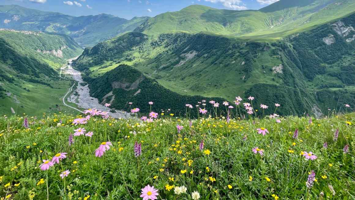 Wild flowers of Georgia on my mind . . . 