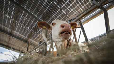 Close-up view of a cow in a shed chewing hay