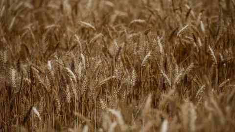 Wheat in a field in Montbert near Nantes, France