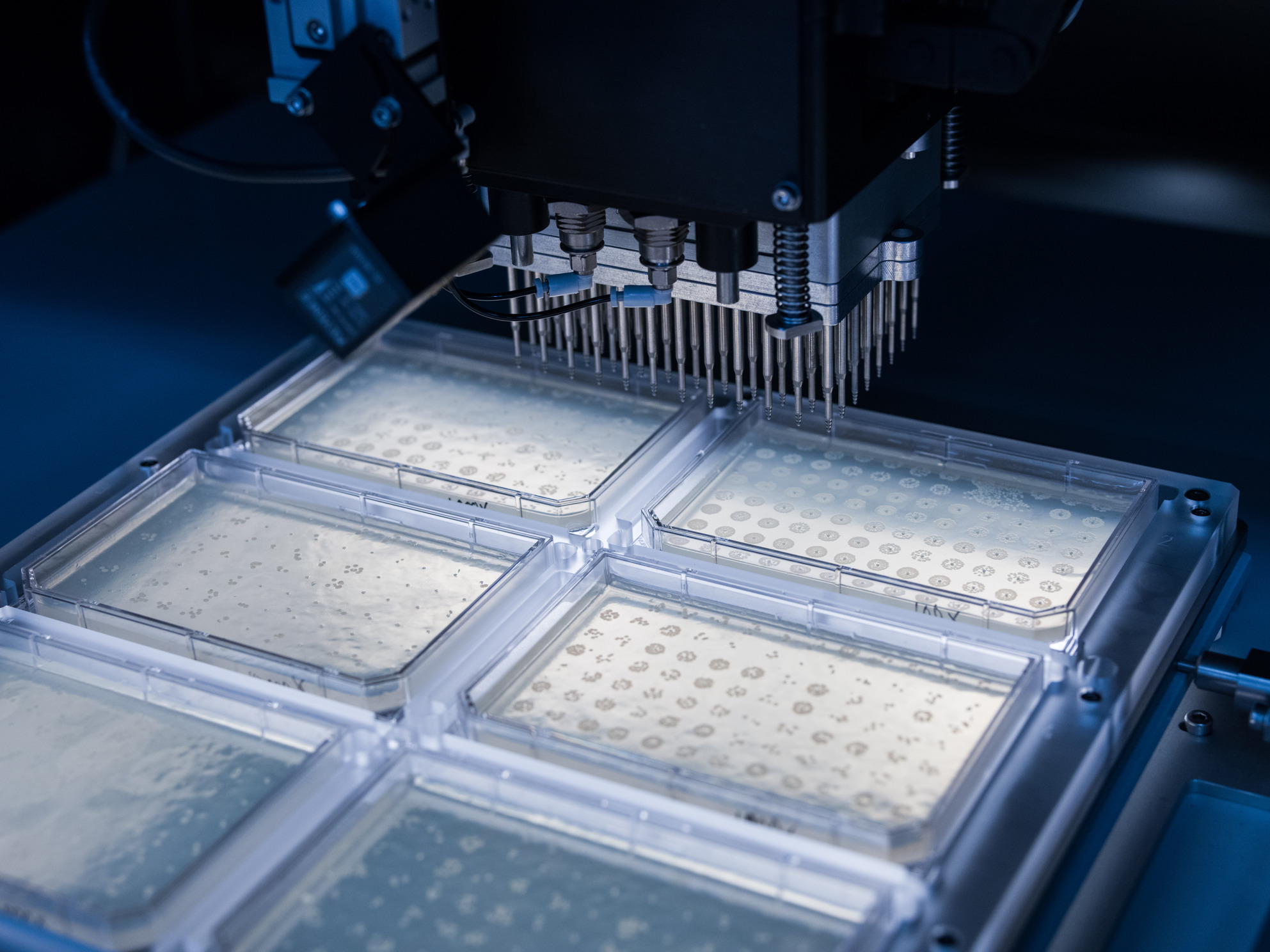 A colony picker robot operates above several plates of colonies growing various prototypes in parallel