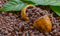 Brazil secures new market access in the Eurasian Economic Union for cocoa beans