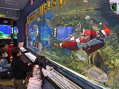 サンタさんの白い袋の中身は⁉ 長岡市の寺泊水族博物館でサンタクロースの餌やりショー♪