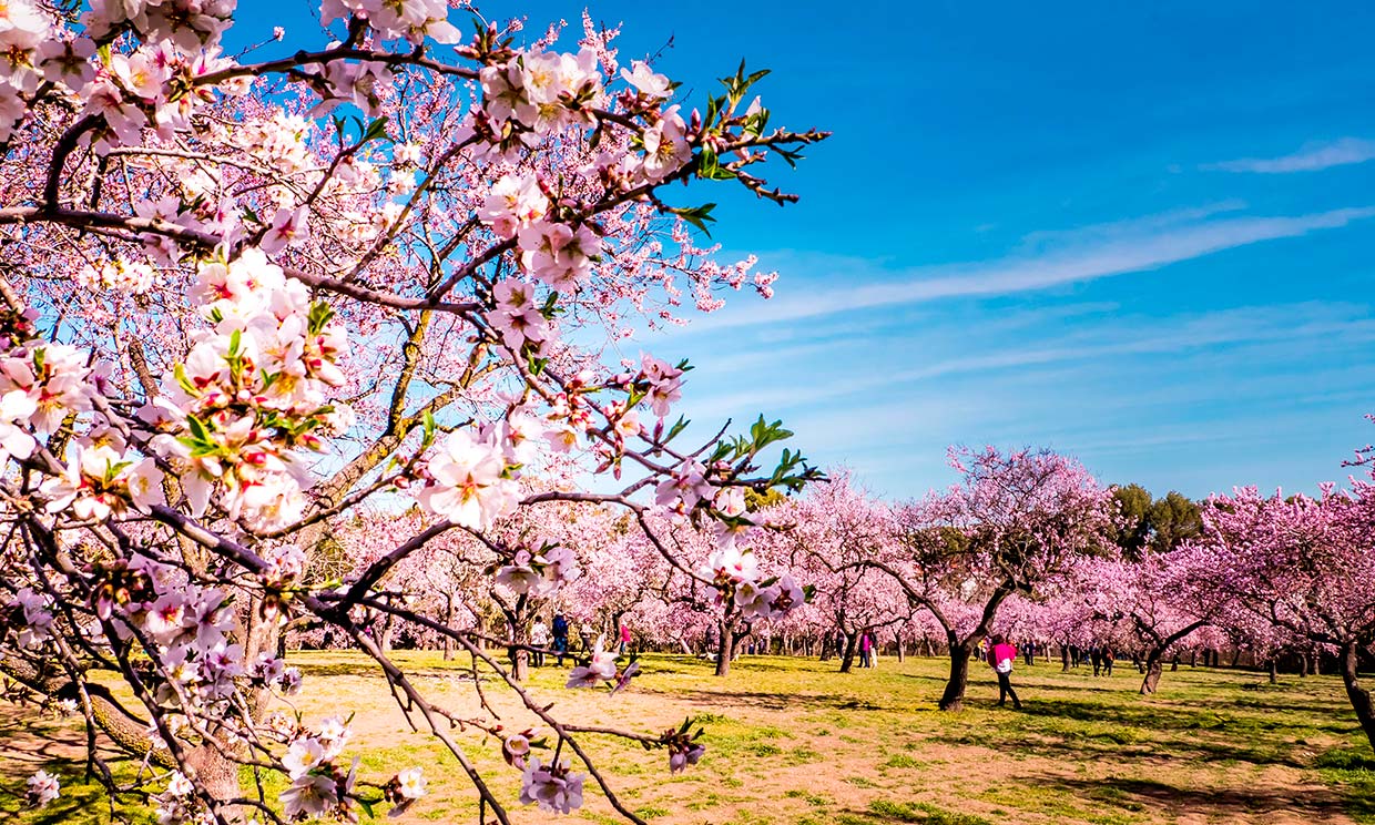 Los mejores sitios de España y Portugal para ver los almendros en flor estos días