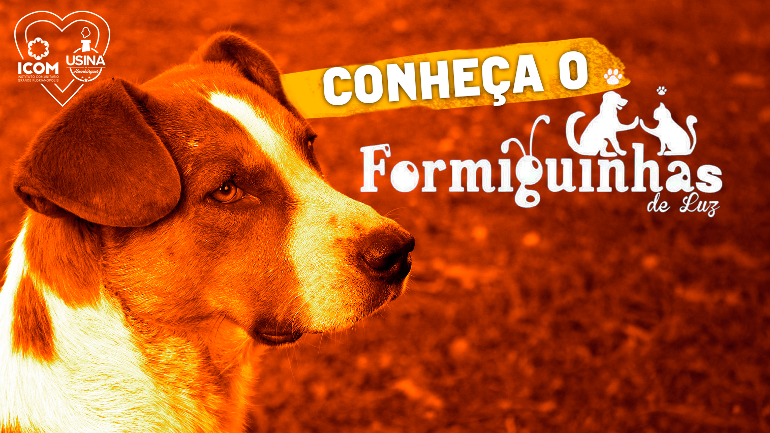 Conheça o Faça o Bem que Você Pode, do grupo Formiguinhas de Luz Amiga dos Animais