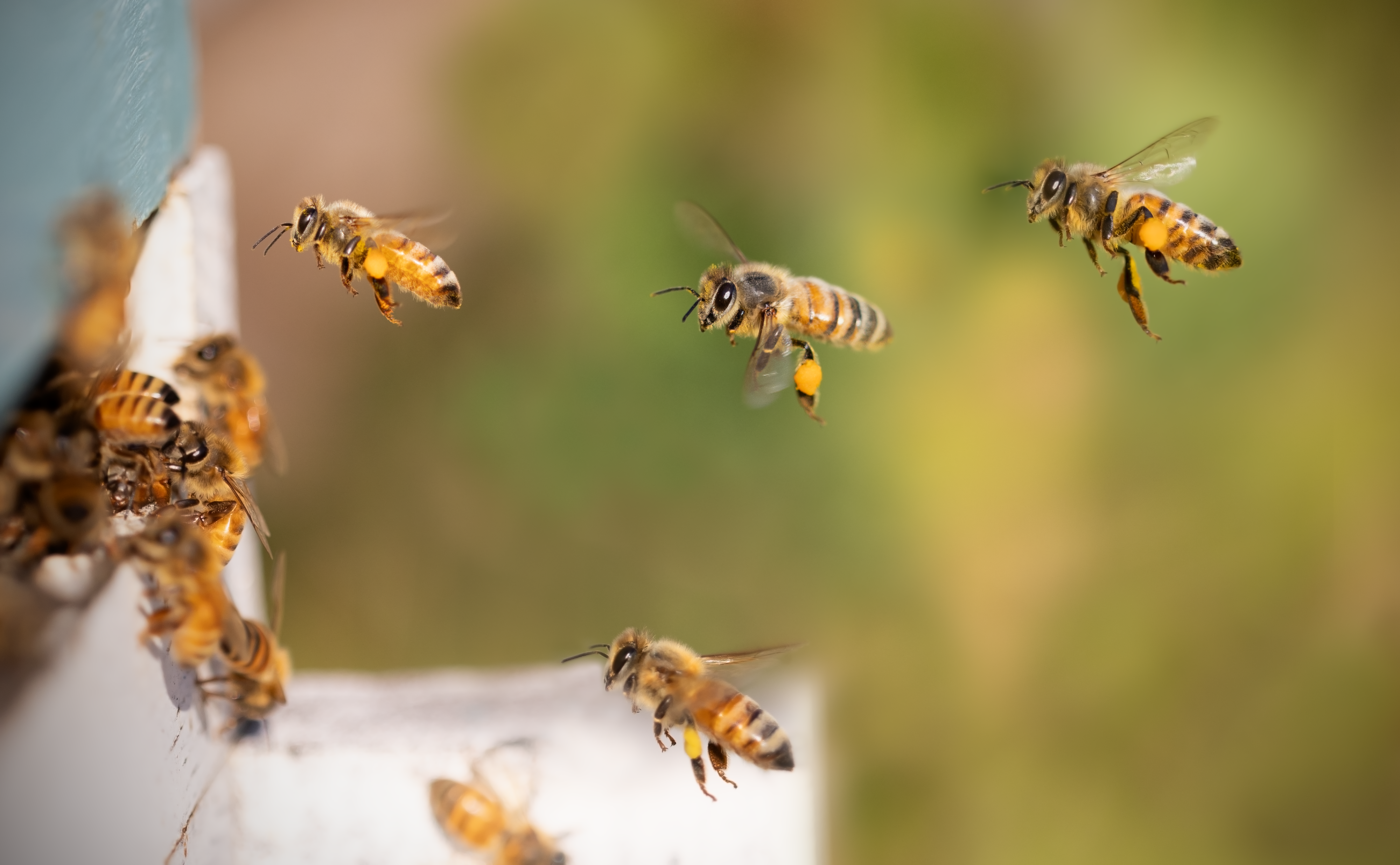idiv-The study found that organic farming and flower strips enhance the health of honey bees, leading to stronger and generally healthier colonies when they are nearby. (Picture: T. Erski)