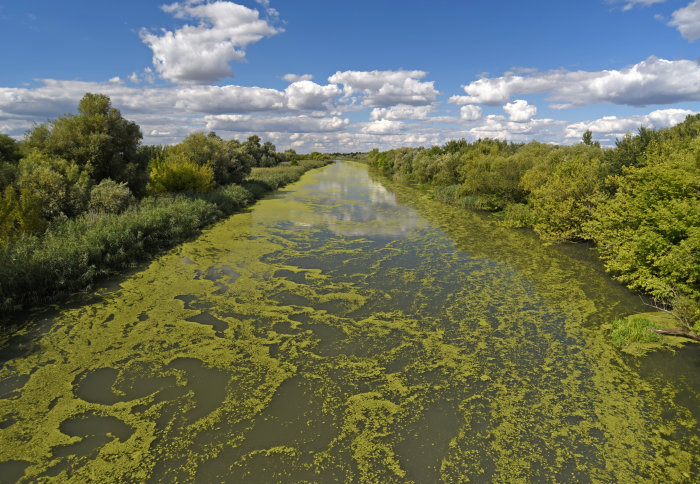 A river bounded by trees and covered in blue-green algae (cyanobacteria)