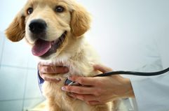 veterinarian's hand holding stethoscope to golden retriever puppy 