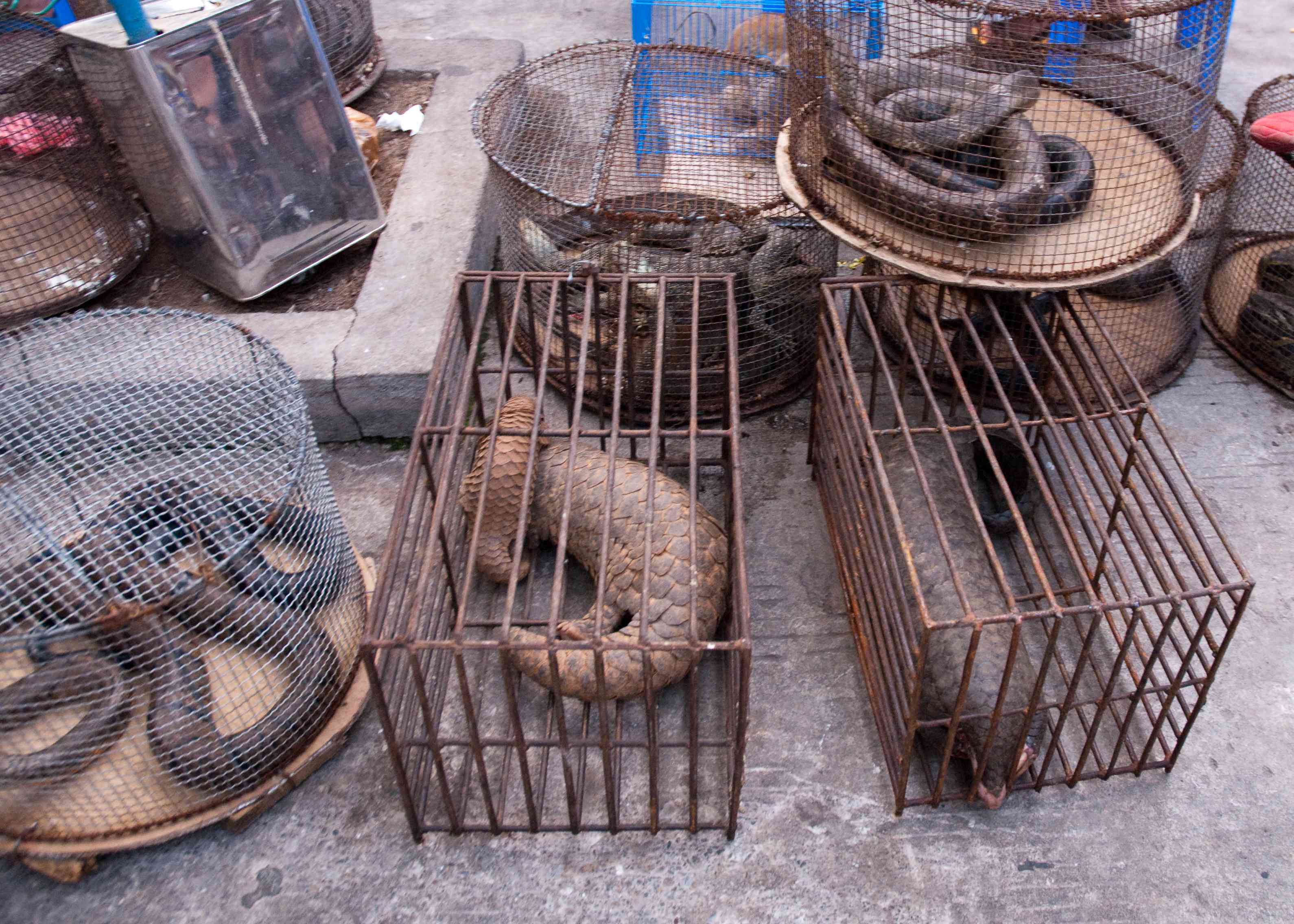 Illicit Endangered Wildlife Trade in Möng La, Shan, Myanmar