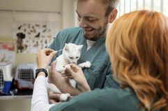 Veterinarian cleaning cats ears