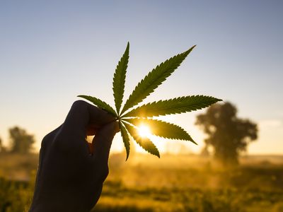 A marijuana farmer holding a leaf in the air with a sunset in the background. 