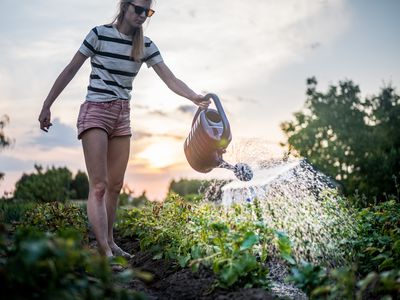 A woman in shorts and sandals waters a row of vegetables, perhaps young squash, from a spouted watering can, while behind her the sun sets, partially occluded by rain-laden clouds.