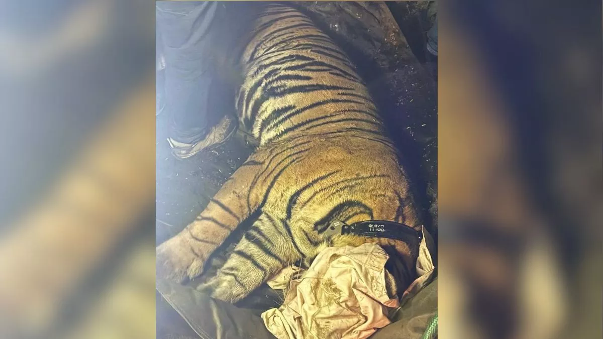 Tiger Rescue in Rewari: सरिस्का टाइगर रिजर्व से भटके बाघ को वन विभाग की टीम ने किया रेस्क्यू, भेजा जाएगा राजस्थान