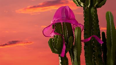 ProductImagery HatOnCactus Emotional 16x9