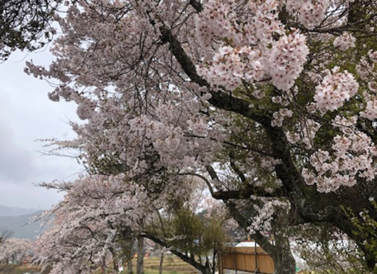 sakura