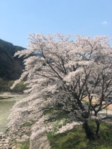 桜舞い散る