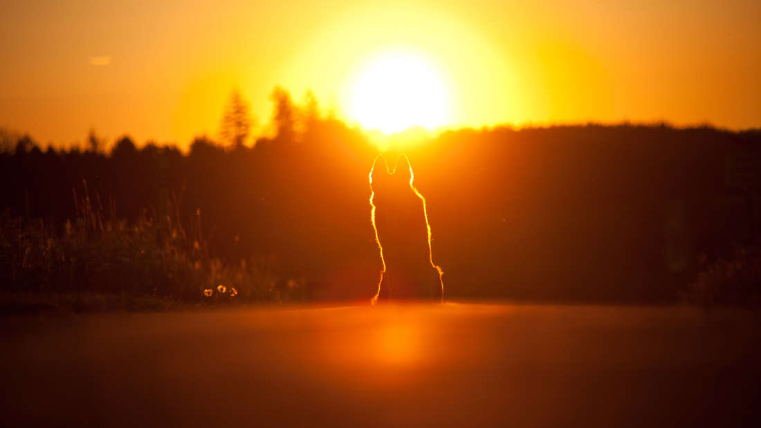 Hund im Sonnenuntergang.