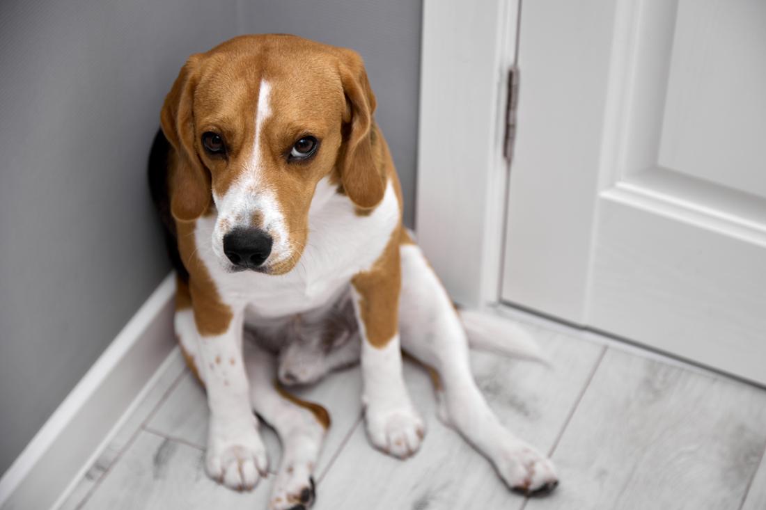 Junger Hund sitzt ängstlich in einer Ecke.