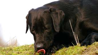 Herbstgrasmilben können Hunden starken Juckreiz bescheren