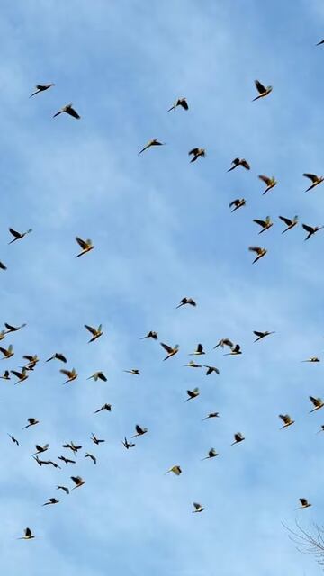 Invasión de loros barranqueros en Hilario Ascasubi. (TN)